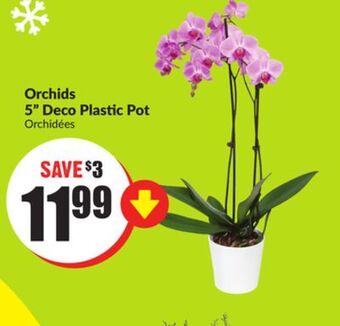 FreshCo Orchids 5" deco plastic pot offer