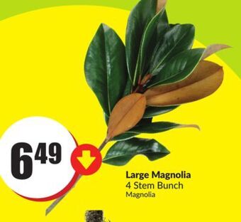 FreshCo Large magnolia 4 stem bunch offer