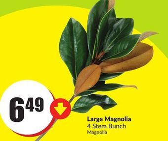 Chalo FreshCo Large magnolia 4 stem bunch offer