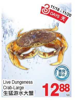 T&T Supermarket Live dungeness crab-large offer