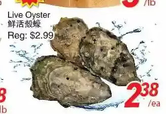 Foody World Live oyster offer