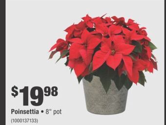 Home Depot Poinsettia offer