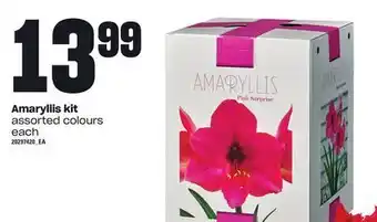 Loblaws Amaryllis kit offer