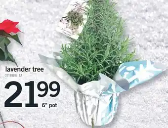 Fortinos Lavender tree, 6" pot offer