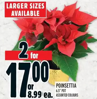 Metro Poinsettia offer