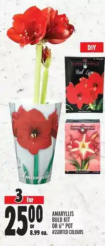 Metro Amaryllis bulb kit or 6" pot offer