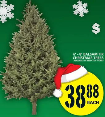 Food Basics 6'-8' balsam fir christmas trees offer