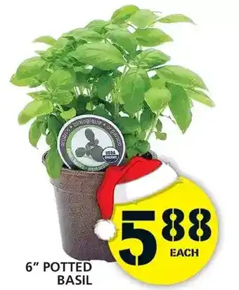 Food Basics 6" potted basil offer