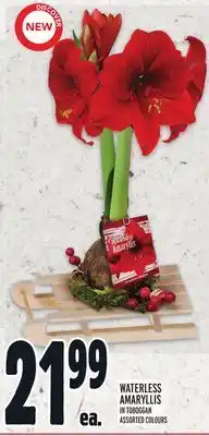 Metro Waterless amaryllis offer