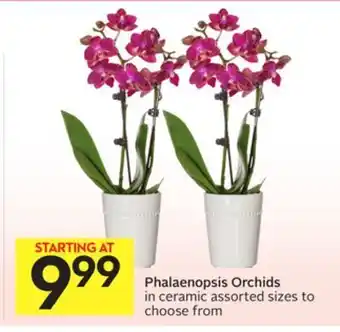Foodland Phalaenopsis orchids in ceramic assorted sizes to choose from offer