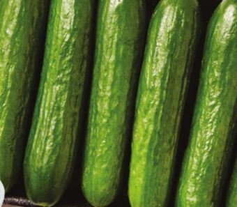 Foodland Product of canada mini cucumbers canada no 1, 6 pk offer