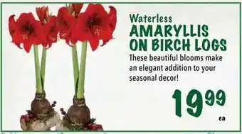 Farm Boy Waterless amaryllis on birch logs offer