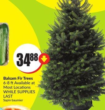Chalo FreshCo Balsam fir trees 6-8 ft offer