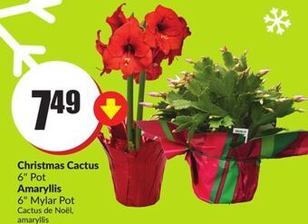 Chalo FreshCo Christmas cactus 6" pot amaryllis 6" mylar pot offer