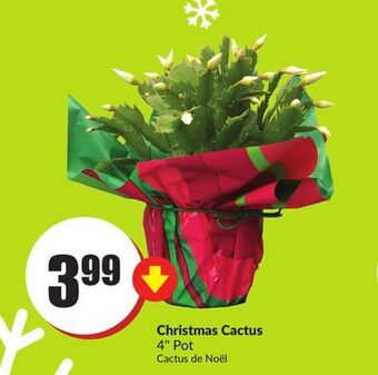 Chalo FreshCo Christmas cactus 4" pot offer