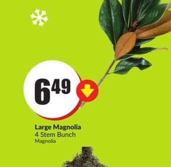 Chalo FreshCo Large magnolia 4 stem bunch offer