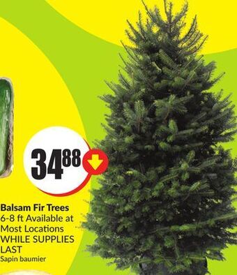 FreshCo Balsam fir trees 6-8 ft offer
