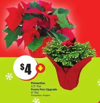 FreshCo Poinsettias 4.5" pot frosty fern upgrade 4" pot offer
