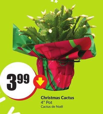 FreshCo Christmas cactus 4" pot offer