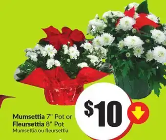 FreshCo Mumesettia 7" pot or fleursettia 8" pot offer
