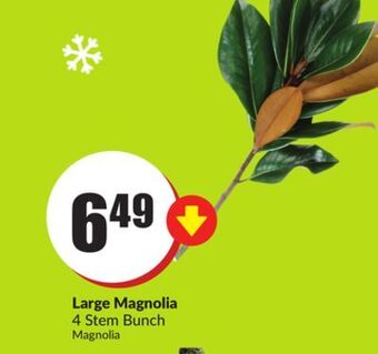 FreshCo Large magnolia 4 stem bunch offer