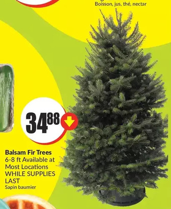FreshCo Balsam fir trees offer
