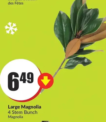 FreshCo Large magnolia offer