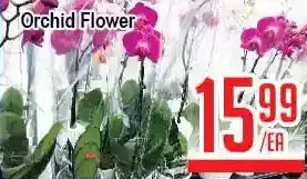 Skyland Foodmart Orchid flower offer