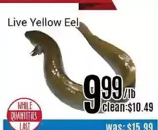 Nations Fresh Foods Live yellow eel offer