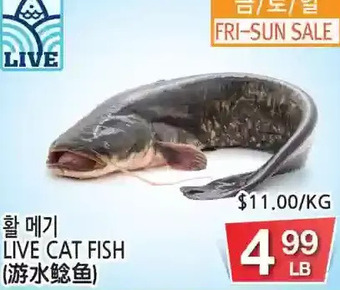 H-Mart Live cat fish offer
