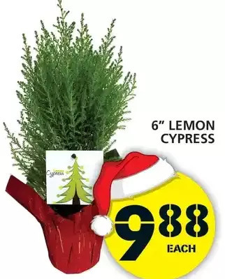 Food Basics 6" lemon cypress offer