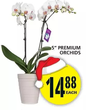 Food Basics 5" premium orchids offer