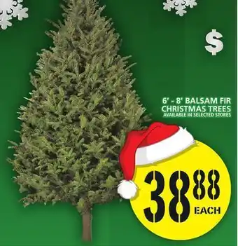 Food Basics 6' - 8' balsam fir christmas trees offer