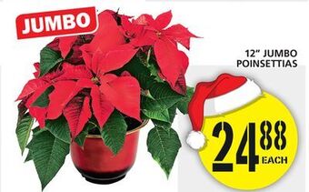 Food Basics 12" jumbo poinsettias offer