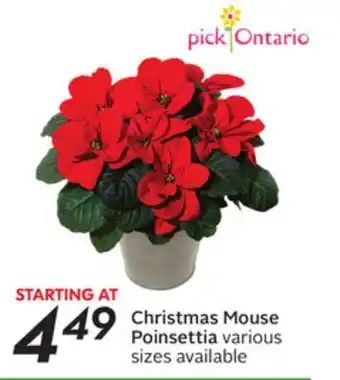 Sobeys Christmas mouse poinsettia offer