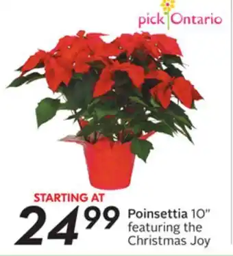 Sobeys Poinsettia offer