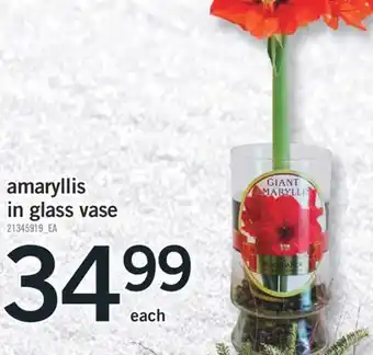 Fortinos Amaryllis in glass vase offer