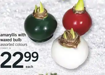 Fortinos Amaryllis with waxed bulb offer