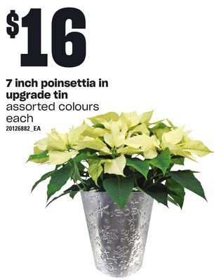 Loblaws 7 inch poinsettia in upgrade tin offer