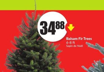 Chalo FreshCo Balsam fir trees 6-8 ft offer