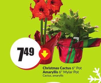 Chalo FreshCo Christmas cactus 6" pot amaryllis 6" mylar pot offer