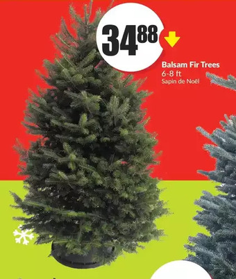 FreshCo Balsam fir trees offer