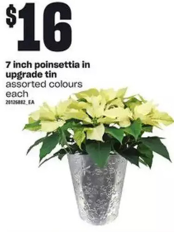 Independent Grocer 7 inch poinsettia in upgrade tin offer