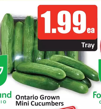 Starsky Ontario grown mini cucumbers offer