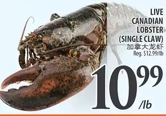Al Premium Food Mart Live canadian lobster offer