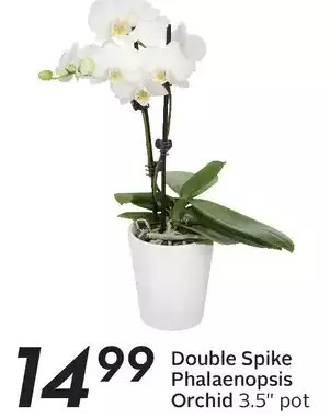 Sobeys Double spike phalaenopsis orchid offer