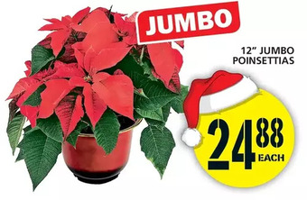 Food Basics 12" jumbo poinsettias offer