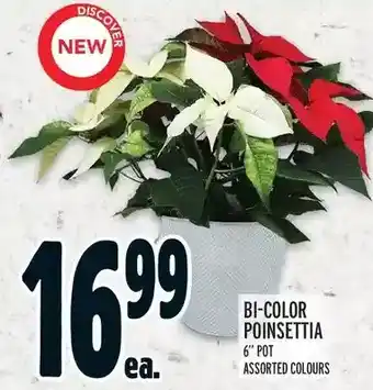 Metro Bi-color poinsettia offer