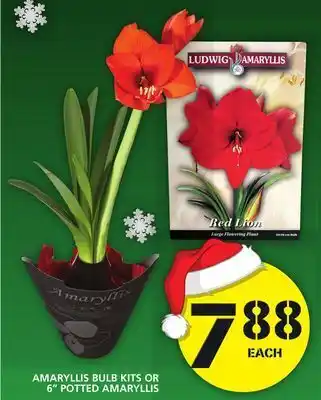 Food Basics Amaryllis bulb kits or 6" potted amaryllis offer