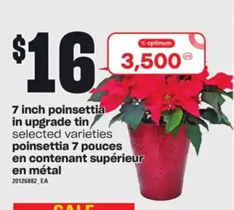 Independent Grocer 7 inch poinsettia in upgrade tin offer